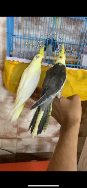 اليفات طينه بعدهن مخاليف االتك