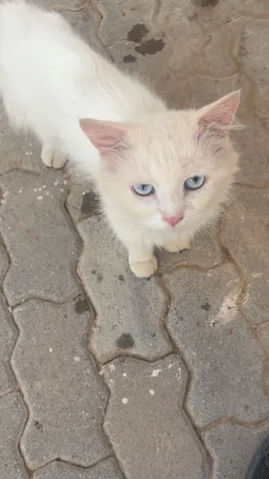 قط شيرازي ابيض عيونه زرق جميل