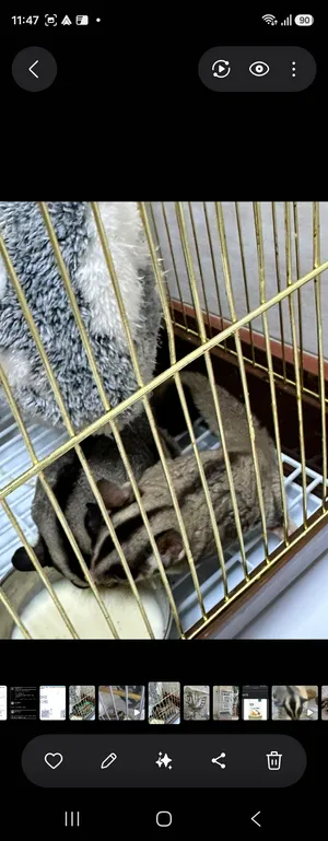 sugar glider pair looking for a new home