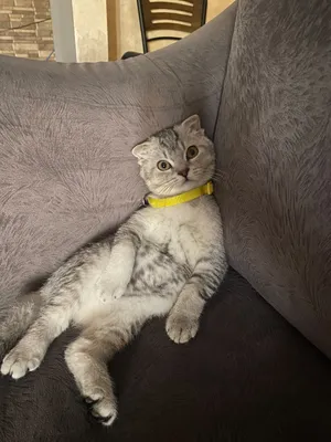 سكوتش فولد سيلفر
