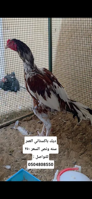 ديك باكستاني