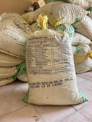 سح نفيعة جواني حجم كبير