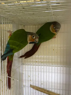 Pineapple green cheek conure