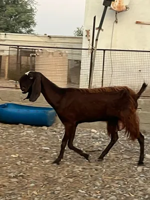 شاه جم قبرصيه الحجم الكبير