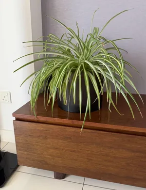 Healthy Spider Plant + Tinted Black Glass Planter  Excellent condition planter, no chips or cracks.