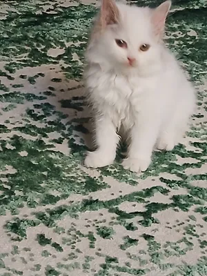 قط شيرازي للبيع