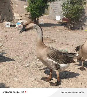 بط كوبره نثيه وفحل النثيه بياضه سعر 75