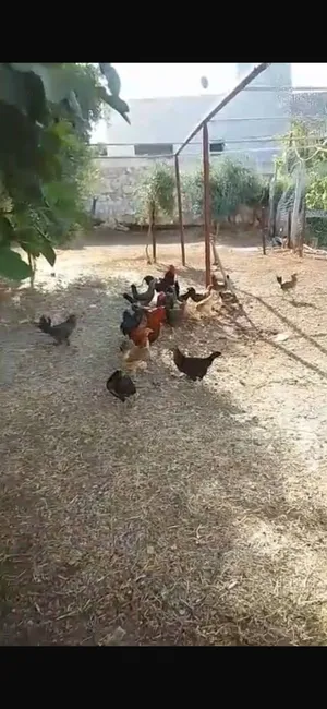 دجاج بلدي للبيع بسعر حرق
