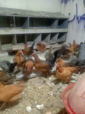 موجود 35 جاجه بلدي بياض العمر 10 إلى 11 شهر السعر 5 دنانير