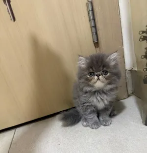 كيتين شيرازي إناث وذكر بيكي ومون فيس Persian kittens (male and female) Moon and Pekie face