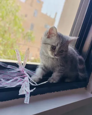 كتن جولدن ny11 ستريت (British Shorthair) بجمال ساحر وملامح تأسر القلوب من أول نظرة!