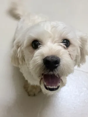 Lhasa dog for sell