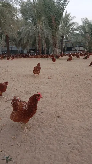 Organic free Range chicken & Chicken Eggs Available for Sale