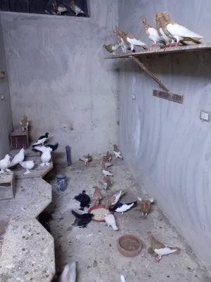 11 جوز حمام مكابي وجوز بالوني للبيع أو البدل على طيور أو دجاج زينه مقزم