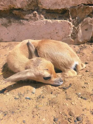 جدي غزال انتاج حضيره