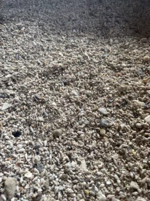 صبان للبيع  Seashell for sale