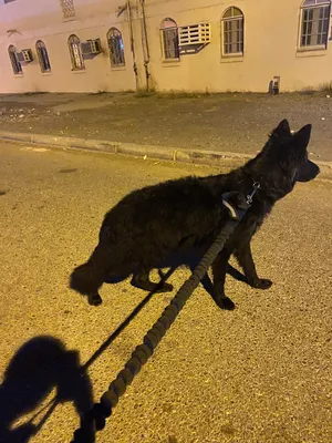 للبيع كلب بلاك جيرمن لون هير انثى