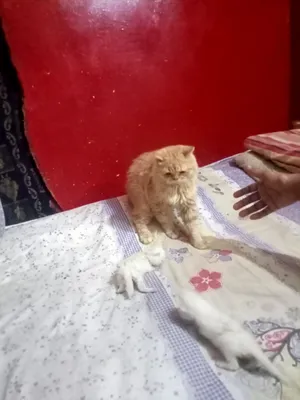 اسره قطط للبيع  لظروف