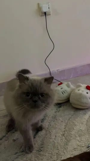 For adoption only