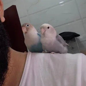 Beautiful Pair of Tamed Lovebirds – Friendly & Hand-Trained!
