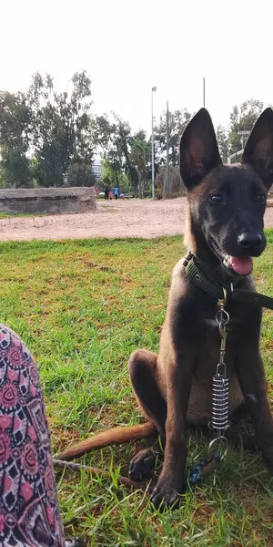 female malinoi