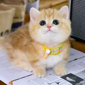 Munchkin kittens