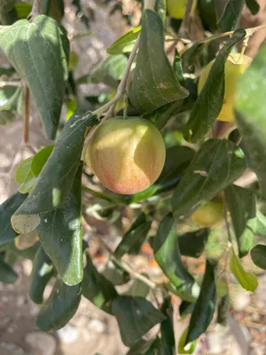 طنا اشجار السدر (مزرعه) সদর গাছ ইজারা  বরই বাগান