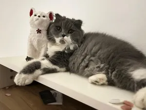 بزونه ضايعه