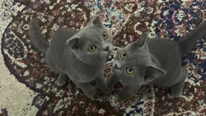للبيع سكوتش فولد ذكر وانثى.