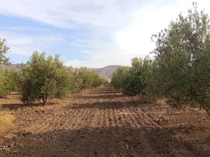أرض فلاحية ملكية خاصة