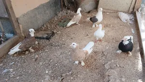 للبيع ازواج ايراني قلاب ومنتجين صح ونضافه للستفسار