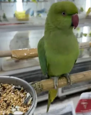 Female Tamed ringneck and talking نثيه اليفه