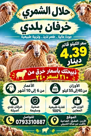 خروف وعبور على الكيلو على 4.39