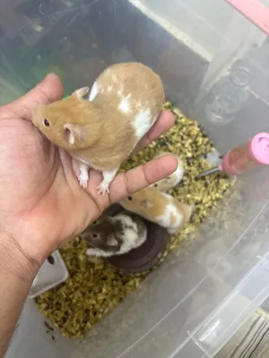 هامستر للبيع بصحه جيده