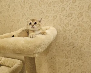 Scottish fold / straight