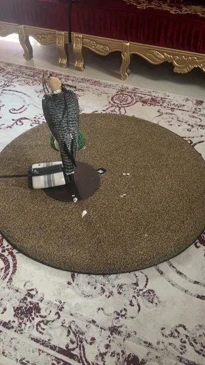 للبيع أدوات