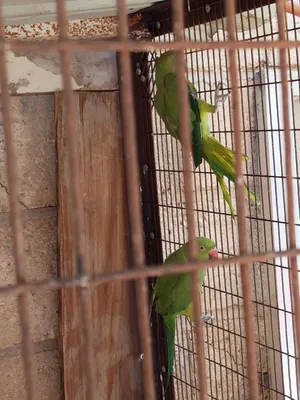 ببغاء دره للبيع