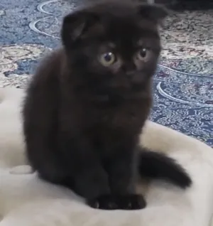 سكوتش فولد شورت هير دارك شوكلت Scottish Fold Dark Chocolate Female