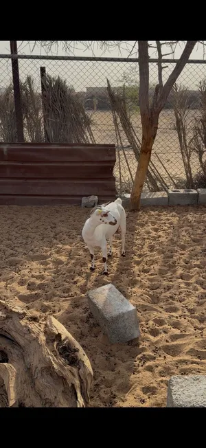 عنز صلاليه متيله معرفه مدني