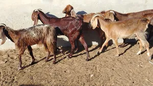 5معزات ربي يبارك لعشورية بنصيب سنهم زوز رباع وزوز سداس ووحدة جامعة مكانهم صبراتة يوجد توصيل حسب المك