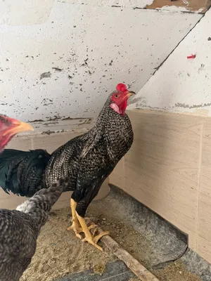 Aseel pair for sale
