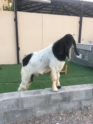 تيس باكستاني اصل