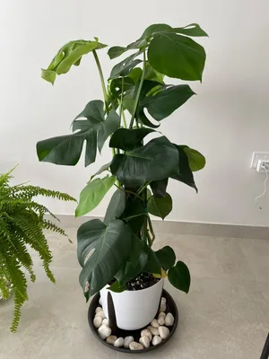 Monsterah Plant