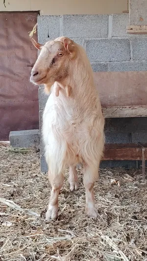 للبيع تيس فحل