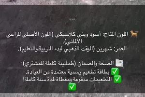 جرمن شبر أنثى