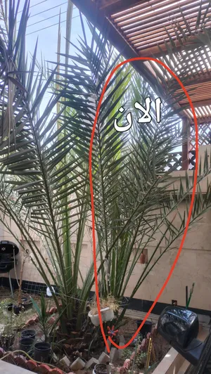 فرخ او فسيل نخل برحي غير نسيجي اصلي للبيع عمره خمس سنوات عمره 5 سنوات