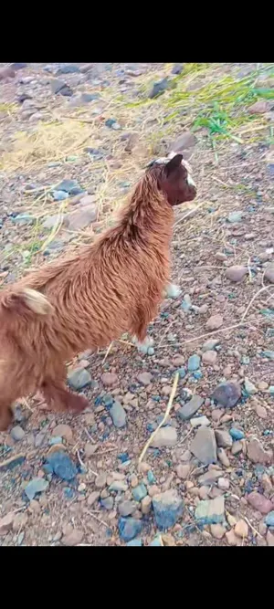 للبيع سخله سعيديه اصل ما شاء الله