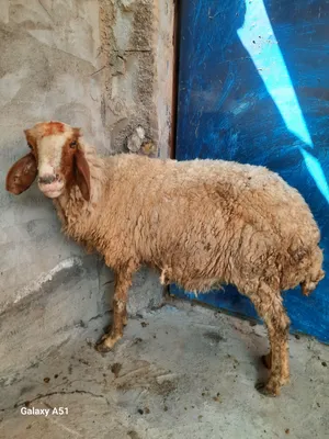 نعجات للبيع