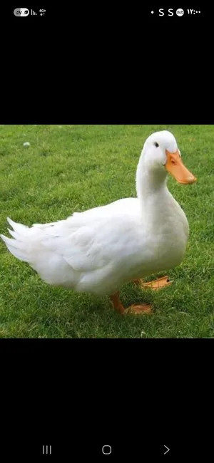 بطه بصحه ممتازه