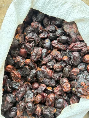 البيع نفيعه ام سلي